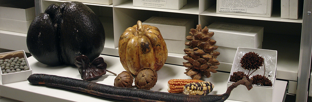 Colección de frutos y semillas - Instituto de Biología, UNAM