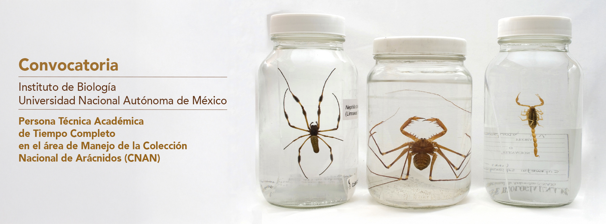 Convocatoria del Instituto de Biología de la UNAM, para una Persona Técnica Académica de Tiempo Completo en el área de Manejo de la Colección Nacional de Arácnidos (CNAN - Instituto de Biología, UNAM