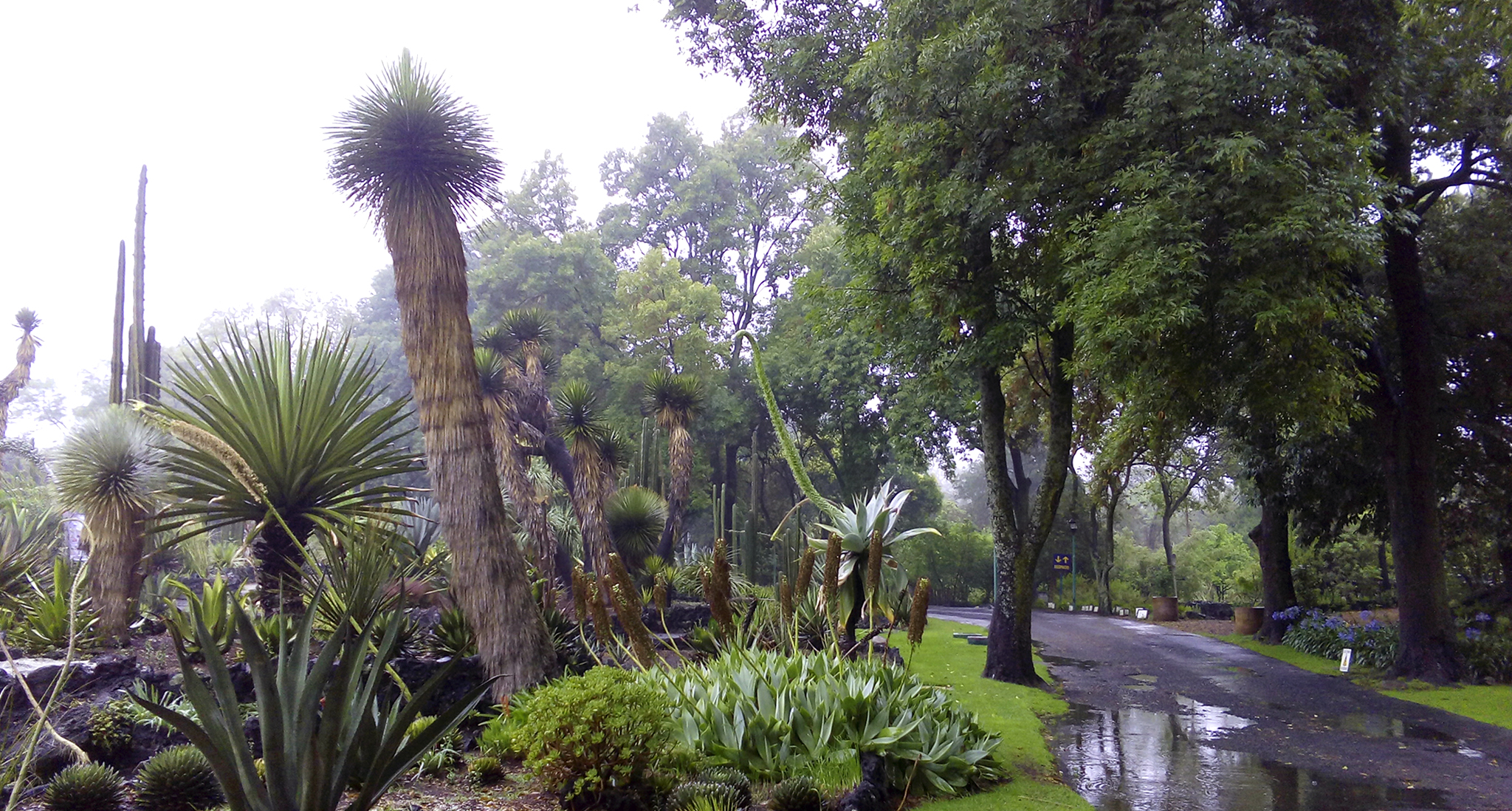 Jardín Botánico del IBUNAM
