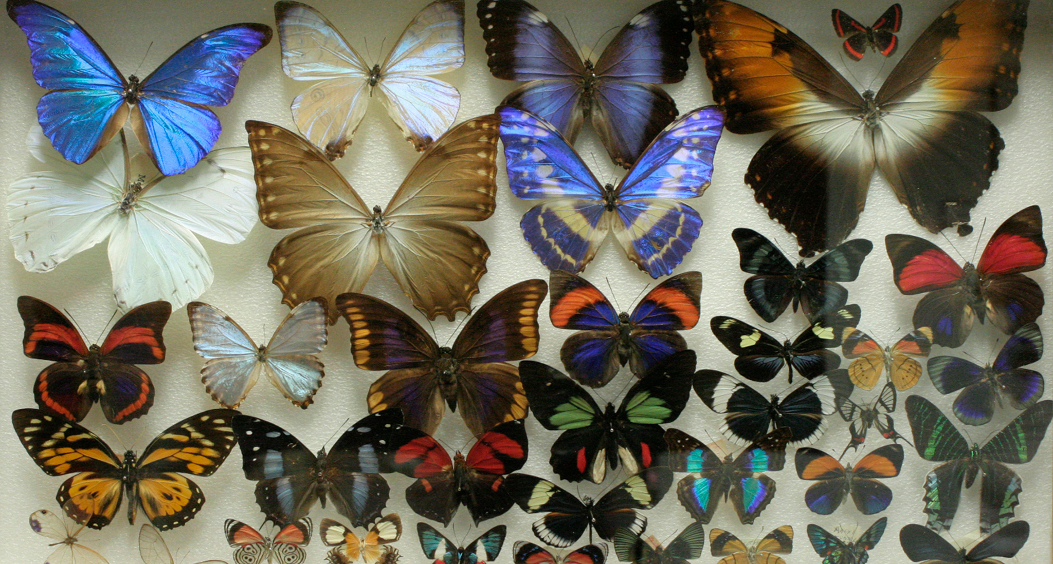 Colección Nacional de Insectos (CNIN) 
