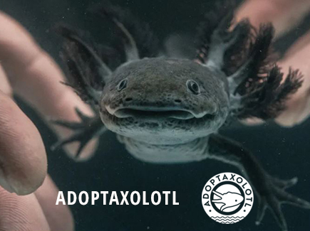 ADOPTAXOLOTL - Instituto de Biología