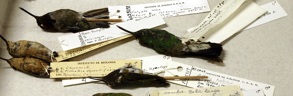 Colección Nacional de Aves (CNAV) - Instituto de Biología, UNAM
