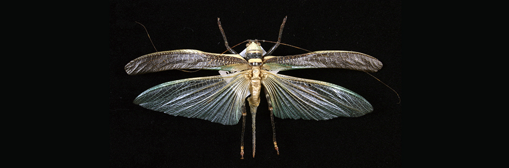 Colección Nacional de Insectos (CNIN) - Instituto de Biología, UNAM