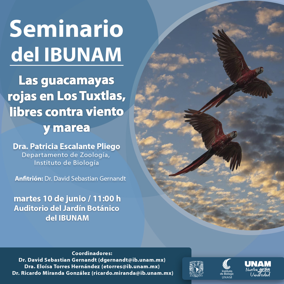 Las guacamayas rojas en Los Tuxtlas, libres contra viento y marea - Instituto de Biología, UNAM