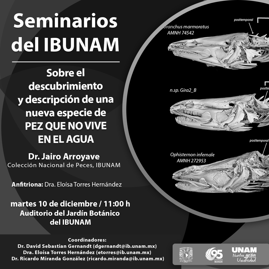 Sobre el descubrimiento y descripción de una nueva especie de PEZ QUE NO VIVE EN EL AGUA - Instituto de Biología, UNAM