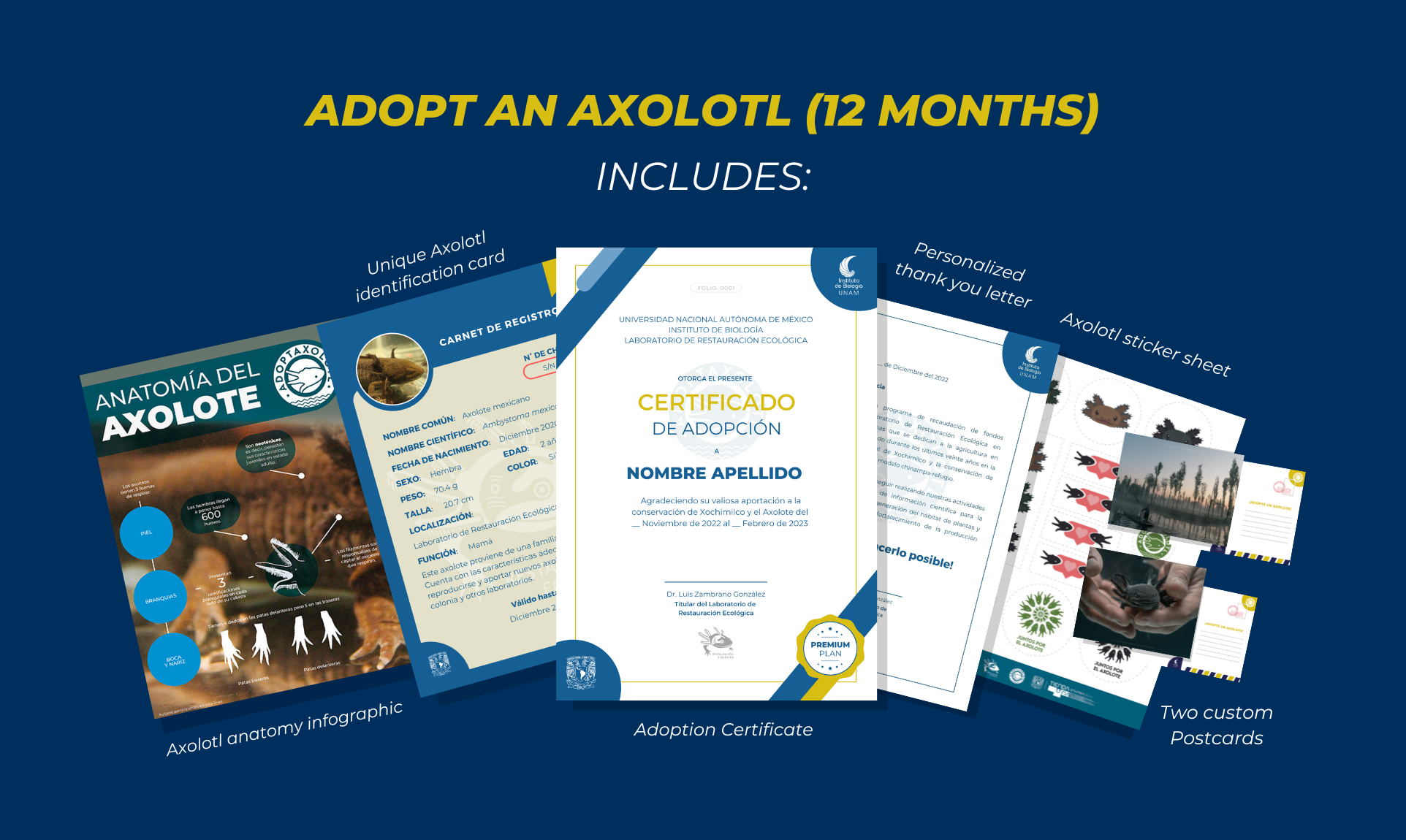 Adoptaxolotl - Axolotl adoption: 12 months