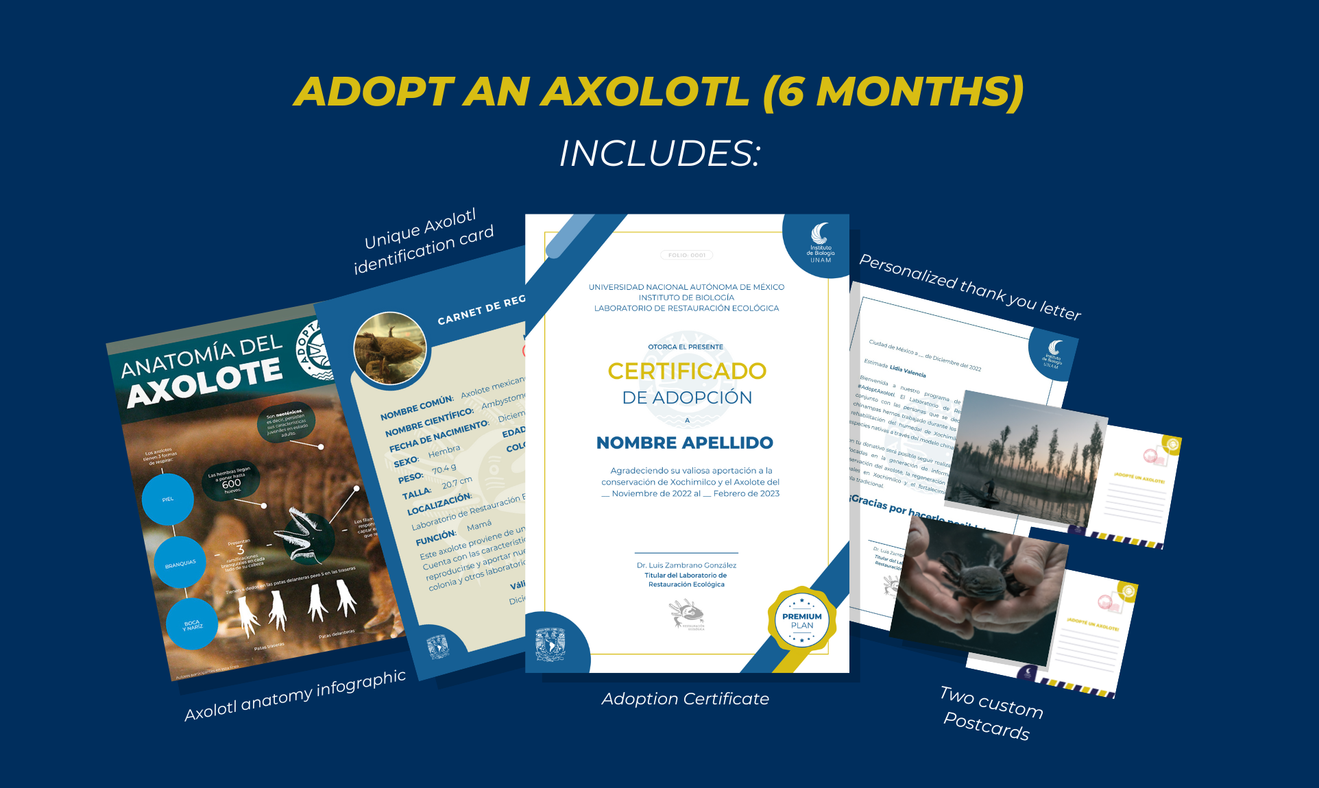 Adoptaxolotl - Axolotl adoption: 6 months