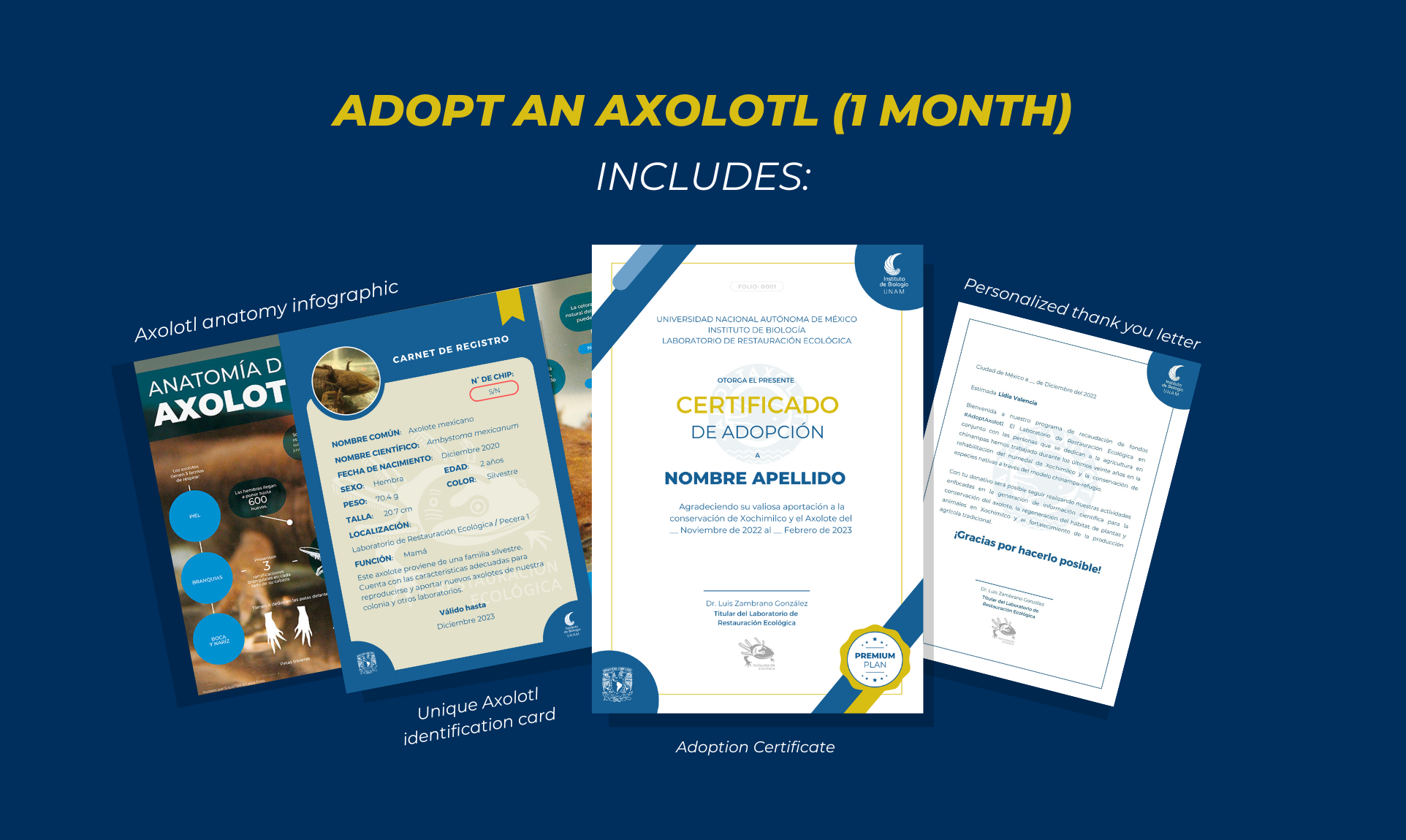 Adoptaxolotl - Axolotl adoption: 1 month