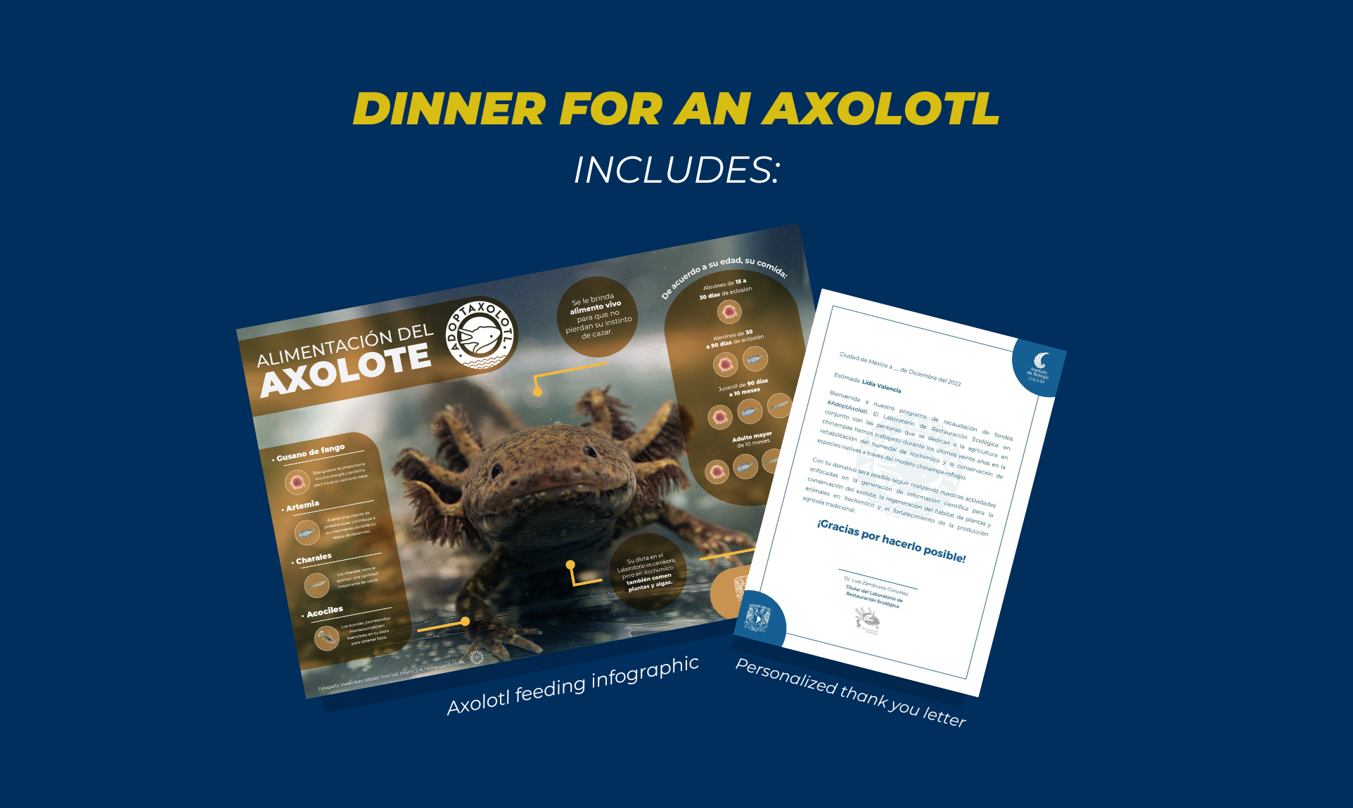 Adoptaxolotl - Axolotl adoption: Dinner for an axolotl