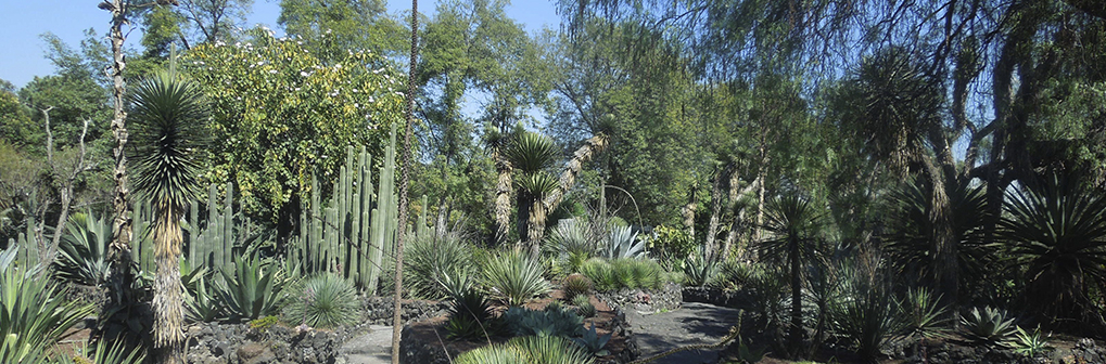 Colecciones vivas del Jardín Botánico del IBUNAM - Instituto de Biología, UNAM