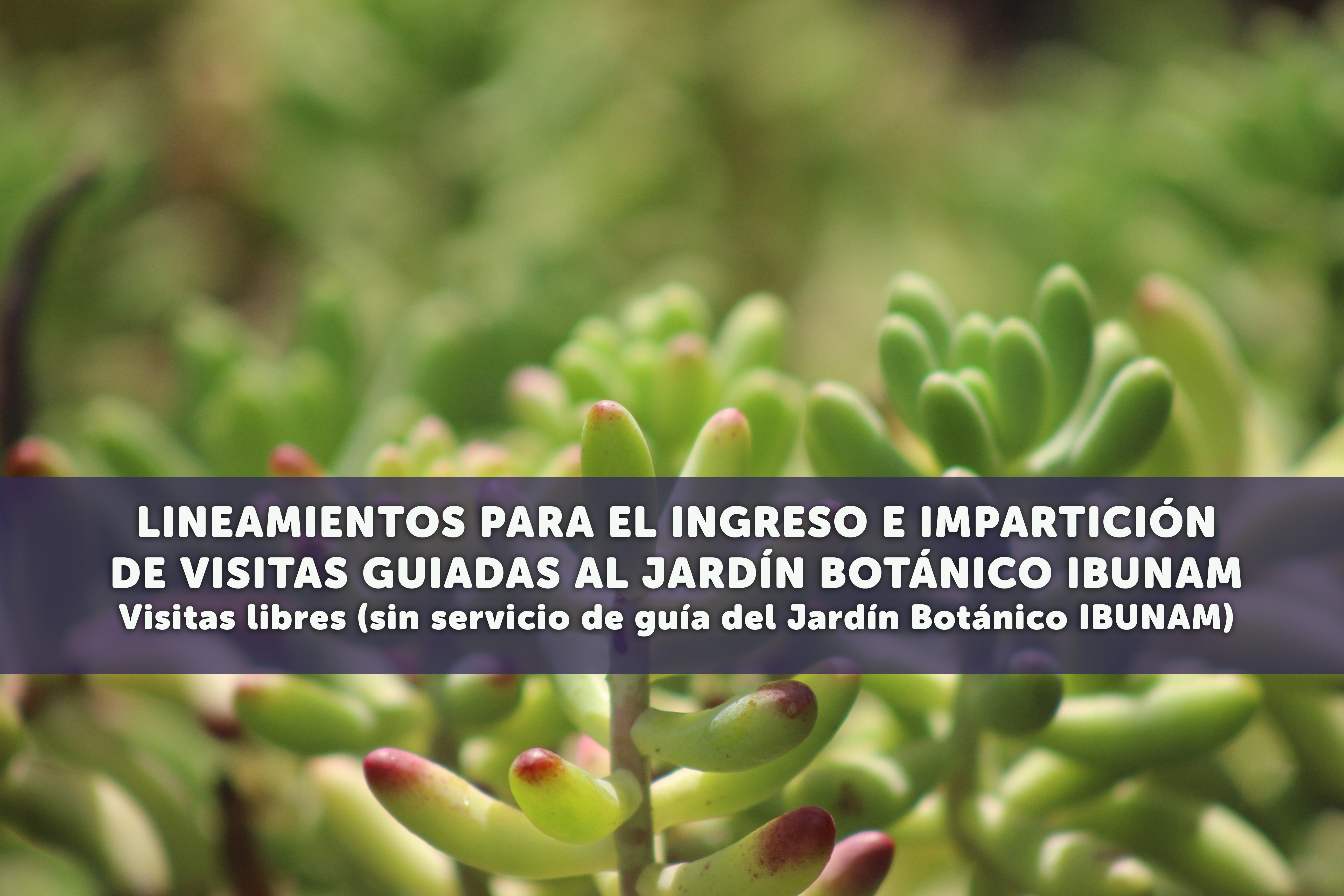 LINEAMIENTOS PARA EL INGRESO E IMPARTICIÓN DE VISITAS GUIADAS AL JARDÍN BOTÁNICO IBUNAM